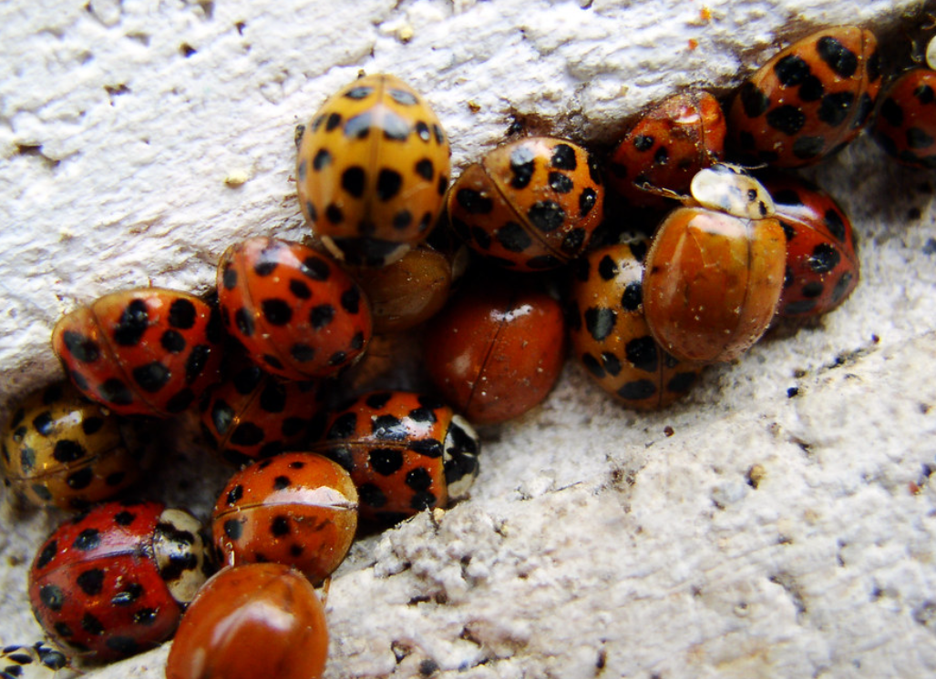 How to Get Rid of Ladybugs in Your Camper Quickly - The Fun Outdoors