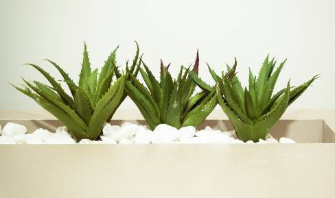 aloe plants