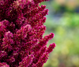 amaranth flower square photo