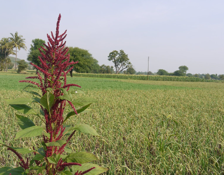 amaranth in field