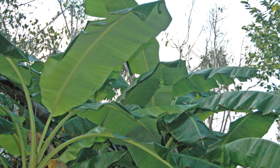 banana tree leaves