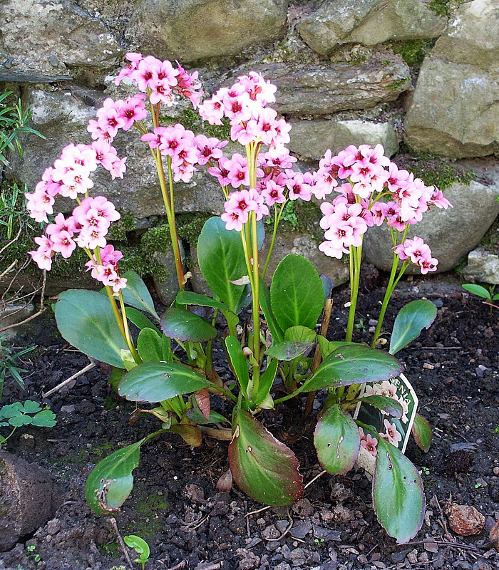 bergenia