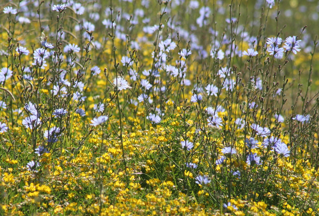 birdsfoot trefoil field