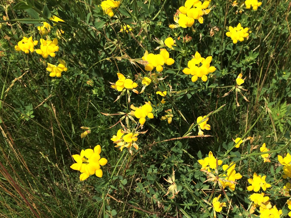 birdsfoot trefoil flowers