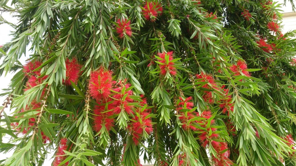 bottle brush plants