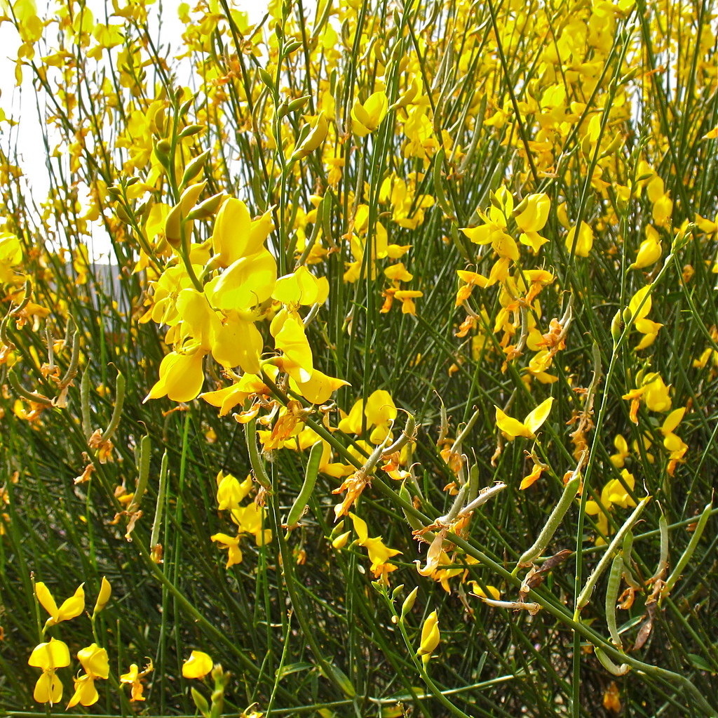 broom plants