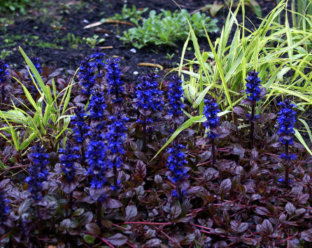 bugleweed ajuga