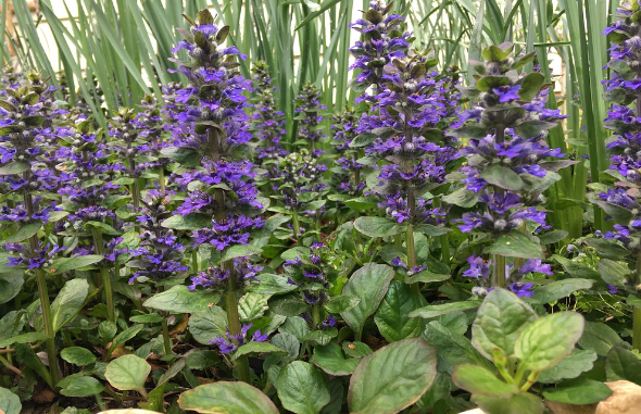 bugleweed flowers