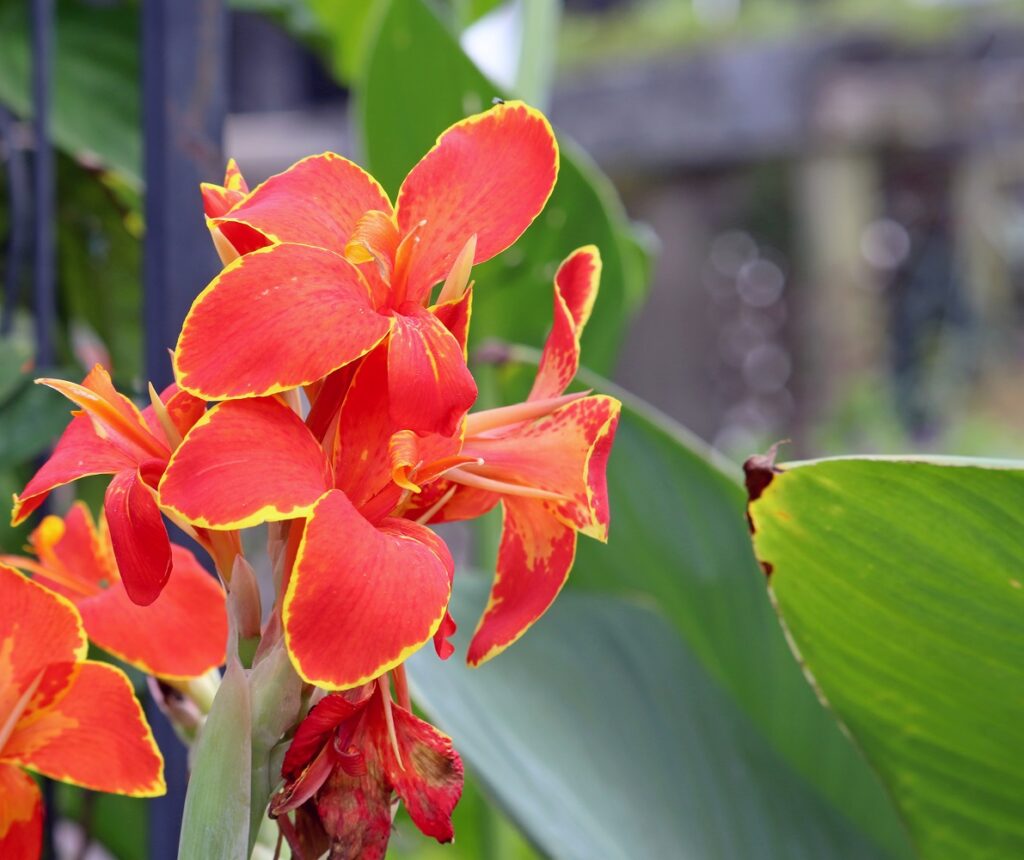 canna flowers