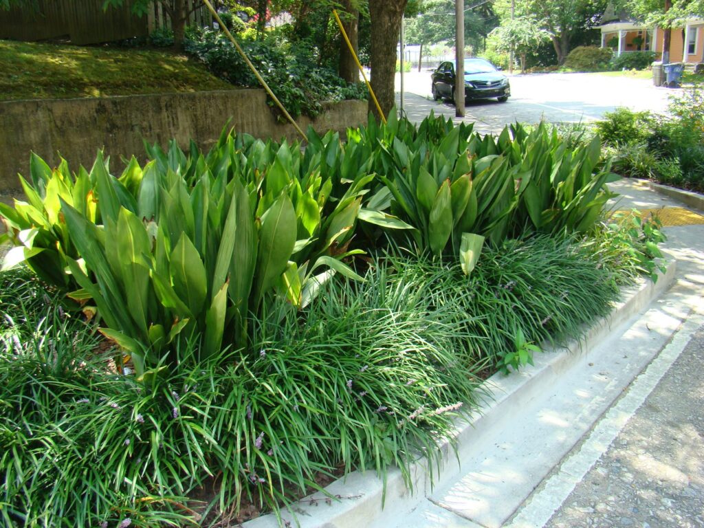 cast iron plants in a row