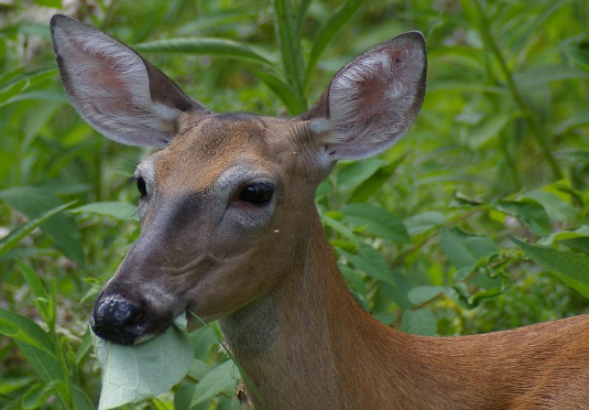 deer eating plant