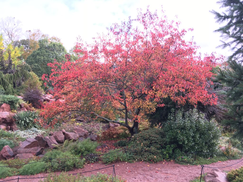 japanese maple