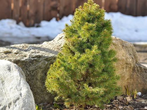 picea glauca alberta spruce