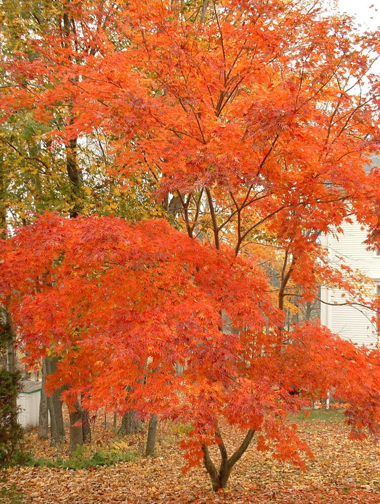 red japanese maple tree