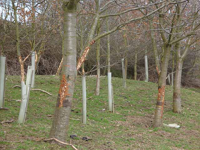 trees suffer damage after bark eaten off by deer